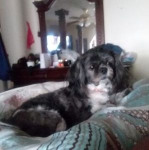 Meet your Posher, Ronnie